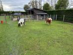 Minipaardjes, Dieren en Toebehoren, Gechipt, A pony (tot 1.17m), 7 tot 10 jaar, Onbeleerd