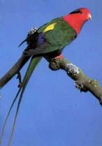 Stella lori man TE KOOP GEVRAAGD, Mannelijk, Geringd