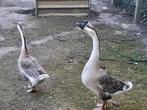 knobbelganzen, Dieren en Toebehoren, Pluimvee, Meerdere dieren, Gans of Zwaan