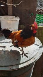Bassette Krielhaan, Dieren en Toebehoren, Pluimvee, Mannelijk, Kip