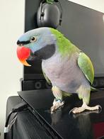 Zeer zeldzaam tamme Derbyan, Animaux & Accessoires, Oiseaux | Perruches & Perroquets, Mâle, Perroquet, Parleur