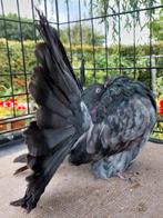 Pauwstaarten, Dieren en Toebehoren, Vogels | Duiven