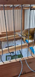Kanarie man 20€, Dieren en Toebehoren, Vogels | Overige Vogels