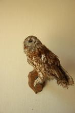 Taxidermie opgezette uil, Ophalen of Verzenden, Gebruikt, Opgezet dier
