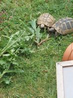 Bonjour je me sépare de mes tortue hermann boettgeri, Animaux & Accessoires, Reptiles & Amphibiens, Tortue