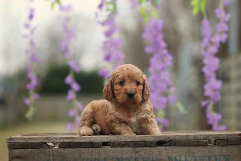 Cockapoo, Dieren en Toebehoren, Honden | Retrievers, Spaniëls en Waterhonden, Meerdere dieren, Overige rassen, Fokker | Professioneel