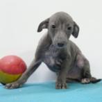 Italiaanse Windhond pup te koop (Belgisch), CDV (hondenziekte), Meerdere, 8 tot 15 weken, Meerdere dieren