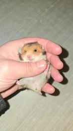 Gouden hamster, Dieren en Toebehoren, Hamster