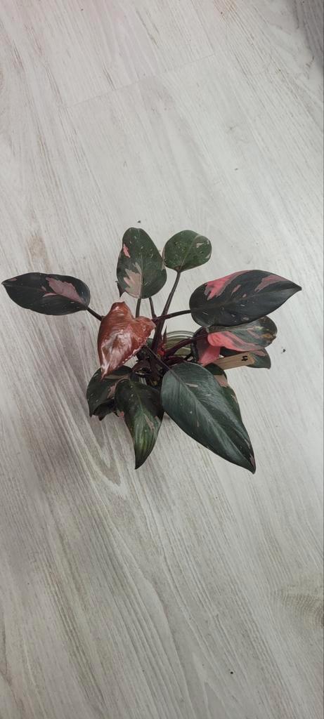 philodendron pink princess te koop (5 verschillende planten), Huis en Inrichting, Kamerplanten, Ophalen
