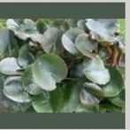 Witte  lelie  vijverplant xl, Ophalen