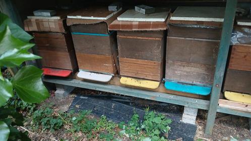 Zeer sterke bijenvolken op 22 ramen simplex, Dieren en Toebehoren, Insecten en Spinnen