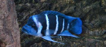 Cyphotilapia Frontosa blue zaire Mikula 