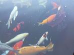 Koi, Dieren en Toebehoren, Vissen | Vijvervissen, Karper of Koi