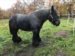 Belgisch trekpaard merrie gezocht, Zadelmak, 170 tot 175 cm, Tuigpaard, Merrie