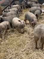 Ile de france & charollais lammeren, Dieren en Toebehoren, Schapen, Geiten en Varkens, Schaap
