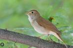GEZOCHT "Europese Nachtegaal" Luscinia Megarhynchos POP, Dieren en Toebehoren, Vogels | Overige Vogels, Vrouwelijk, Wildzangvogel
