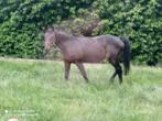 merrie, Dieren en Toebehoren, Paarden, Merrie, Gechipt