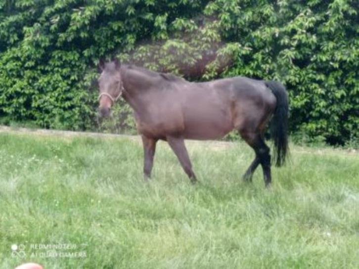 merrie, Dieren en Toebehoren, Paarden, Merrie, Met stamboom, Gechipt, Ontwormd, Ingeënt