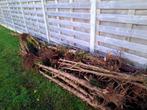 Brandhout, Tuin en Terras, Brandhout, Minder dan 3 m³, Ophalen, Overige houtsoorten, Stammen