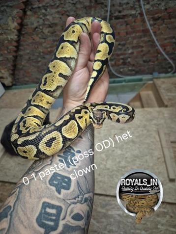 La progéniture de King's Python de 2023, Animaux & Accessoires, Reptiles & Amphibiens