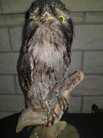 opgezette nachtzwalauw, Ophalen of Verzenden, Gebruikt, Vogel, Opgezet dier