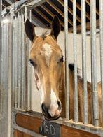 Akhal Teke 2 jarige hengst goudvalk, Hengst