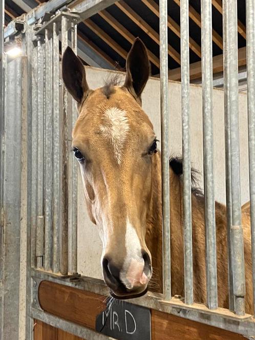 Akhal Teke 2 jarige hengst goudvalk, Dieren en Toebehoren, Paarden en Pony's | Dekhengsten en Fokmerries, Hengst