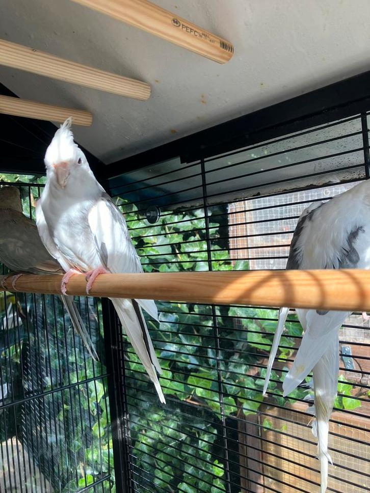 VALKPARKIETEN HALF TAM VANAF 60 EURO/VOGEL, Dieren en Toebehoren, Vogels | Parkieten en Papegaaien, Parkiet, Meerdere dieren, Tam