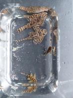 L270 chocolade zebra, Dieren en Toebehoren, Ophalen