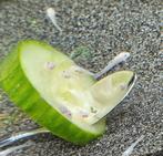 Ancistrussen snow white babies SF, Dieren en Toebehoren, Vis, Zoetwatervis