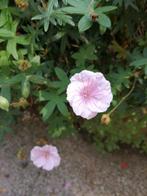 géranium vivace "striatum", Ophalen of Verzenden, Lente