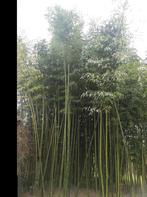 Bamboe, haag of sierplanten. Volwassenen planten, Tuin en Terras, Planten | Tuinplanten, Ophalen of Verzenden