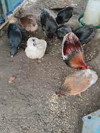 Araucana kippen te koop, Poule ou poulet, Femelle