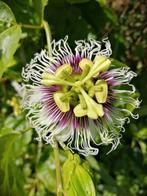 20 graines de fruit de la passion jaune BIO, Enlèvement ou Envoi