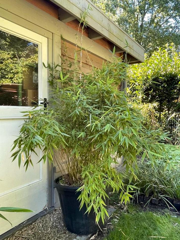 Fargesia murielae, bamboe, terrasplant, 120 liter kuip., Tuin en Terras, Planten | Tuinplanten, Zomer, Ophalen of Verzenden