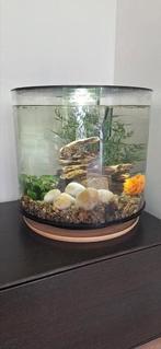 Mooie biorb tube 35 met veel accessoires, Dieren en Toebehoren, Ophalen, Zo goed als nieuw