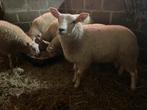 Lammeren, Dieren en Toebehoren, Meerdere dieren, Schaap, 0 tot 2 jaar