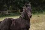 Fries hengstveulen, Dieren en Toebehoren, Paarden, Gechipt, Dressuurpaard, 0 tot 2 jaar, Hengst