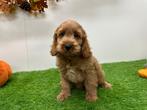 Cockapoo pups, Dieren en Toebehoren, België, 8 tot 15 weken, CDV (hondenziekte), Meerdere
