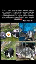 Lapins a donner, Mannelijk