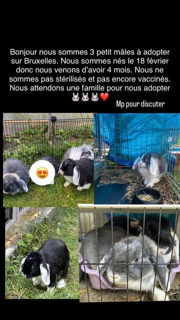 Lapins a donner, Mâle