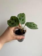 Maranta kerchoveana variegata, Huis en Inrichting, Kamerplanten, Ophalen of Verzenden