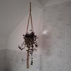 Macrame hangers met pot en hangplanten, Ophalen