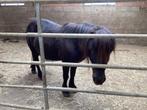 A pony, Dieren en Toebehoren, Pony's