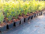 Taxus, Tuin en Terras, Planten | Struiken en Hagen, Ophalen, Taxus