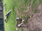 Jong geitje (mieke), Dieren en Toebehoren, Schapen, Geiten en Varkens, Vrouwelijk, Geit, 0 tot 2 jaar