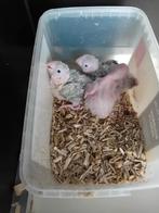 Pyrhurra jongen voor handopfok, Dieren en Toebehoren, Vogels | Parkieten en Papegaaien, Geringd
