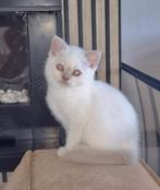 Britse korthaar met stamboom, Kater, Gechipt, 0 tot 2 jaar