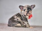 frans bulldog, CDV (hondenziekte), Meerdere, 8 tot 15 weken, Meerdere dieren