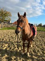 Brave, rustige ruin, Dieren en Toebehoren, Paarden, Gechipt, Minder dan 160 cm, Ruin, Niet van toepassing